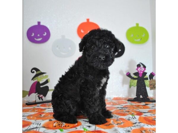 Kerry Blue Terrier DOG Female Black 17789 Petland Batavia, Illinois