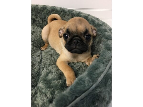 Pug DOG Male Fawn 17634 Petland Batavia, Illinois