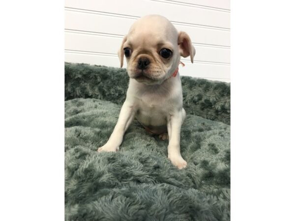 Pug-DOG-Male-White-17632-Petland Batavia, Illinois