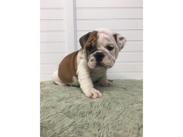 English Bulldog DOG Female Red and White 17627 Petland Batavia, Illinois