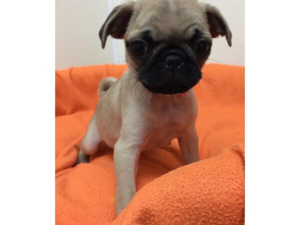 Pug DOG Female Fawn 17683 Petland Batavia, Illinois