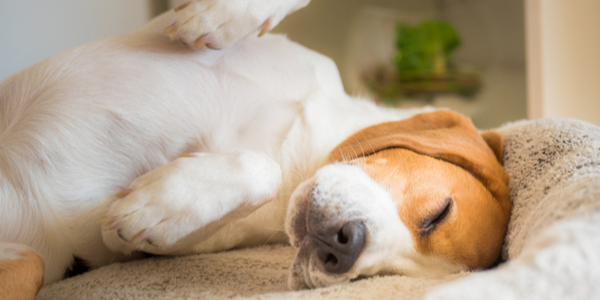 The Best Kind of Bed for Your Dog