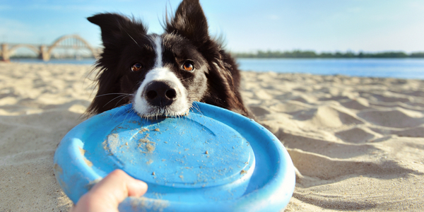 Preparing Your Dog for the Hot Summer Months Ahead