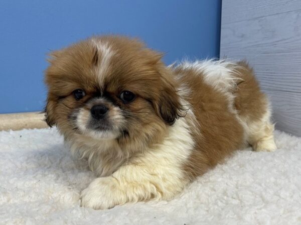 Pekingese Dog Male Sable / White 21356 Petland Batavia, Illinois