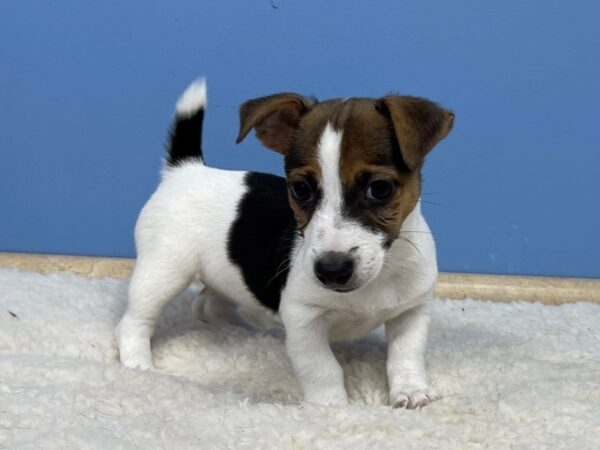 Jack Russell Terrier Dog Female Black White / Tan 21385 Petland Batavia, Illinois