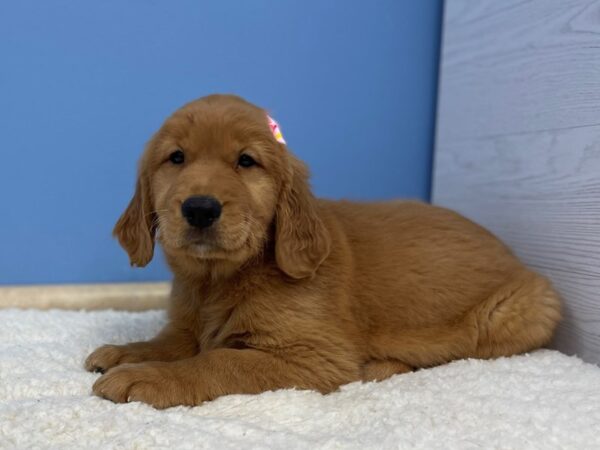 Golden Retriever Dog Female Dark Golden 21418 Petland Batavia, Illinois