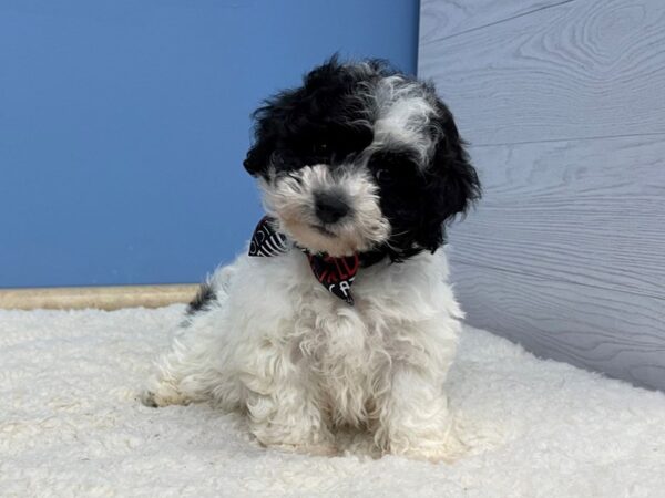 Bichon-Poo DOG Male Black & White 21420 Petland Batavia, Illinois