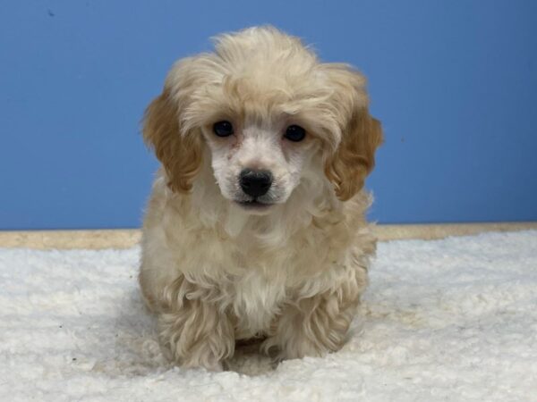 Poodle Mini DOG Male Apricot 21421 Petland Batavia, Illinois