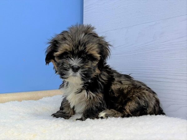 Lhasa Apso Dog Female Red 21425 Petland Batavia, Illinois