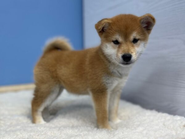 Shiba Inu Dog Female Red 21428 Petland Batavia, Illinois