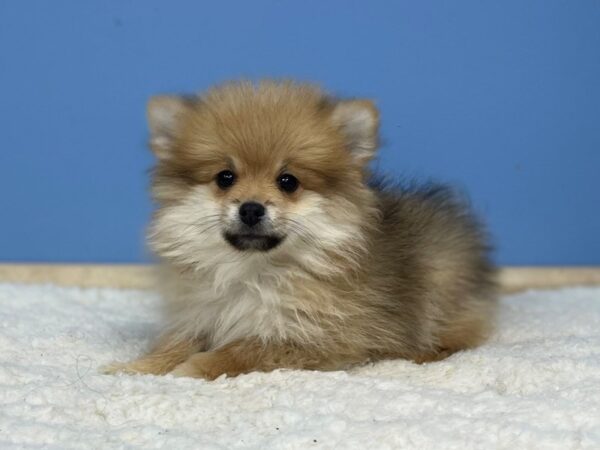 Pomeranian-DOG-Female-Red Sable-21438-Petland Batavia, Illinois