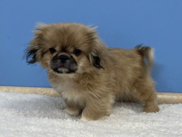 Pekingese DOG Male Sable 21435 Petland Batavia, Illinois