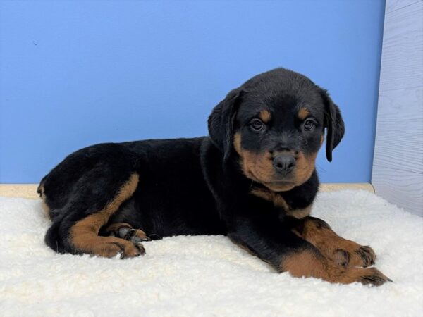 Rottweiler DOG Female Black / Tan 21402 Petland Batavia, Illinois