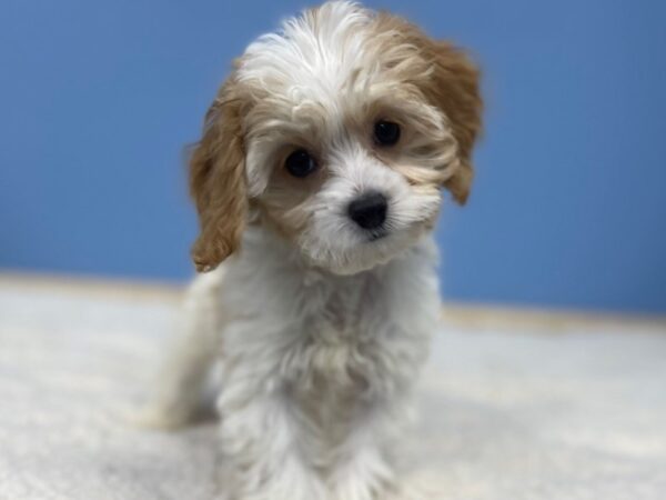 Petland closest to me top