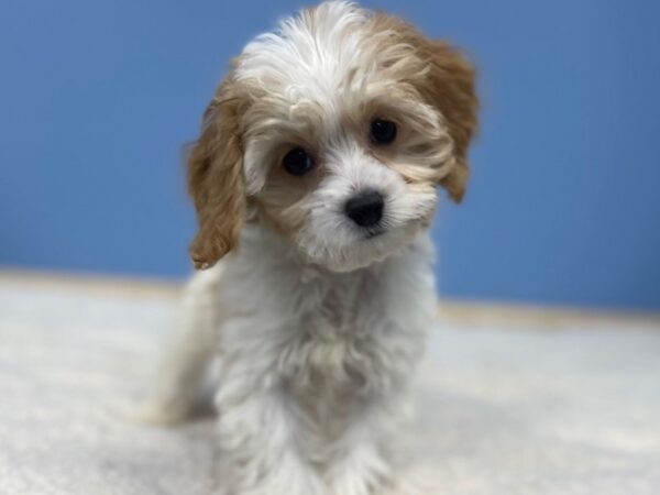 Cock A Poo DOG Male Apricot 21448 Petland Batavia, Illinois