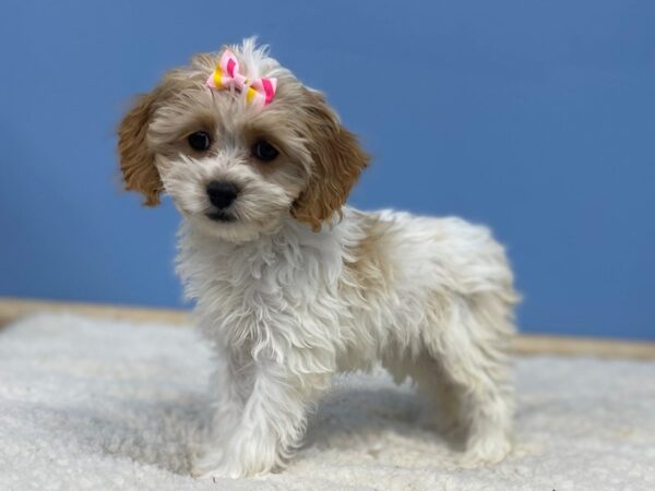 Cock A Poo-Dog-Female-Apricot-21447-Petland Batavia, Illinois