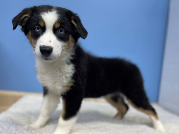 Australian Shepherd Dog Female Black Tan / White 21444 Petland Batavia, Illinois