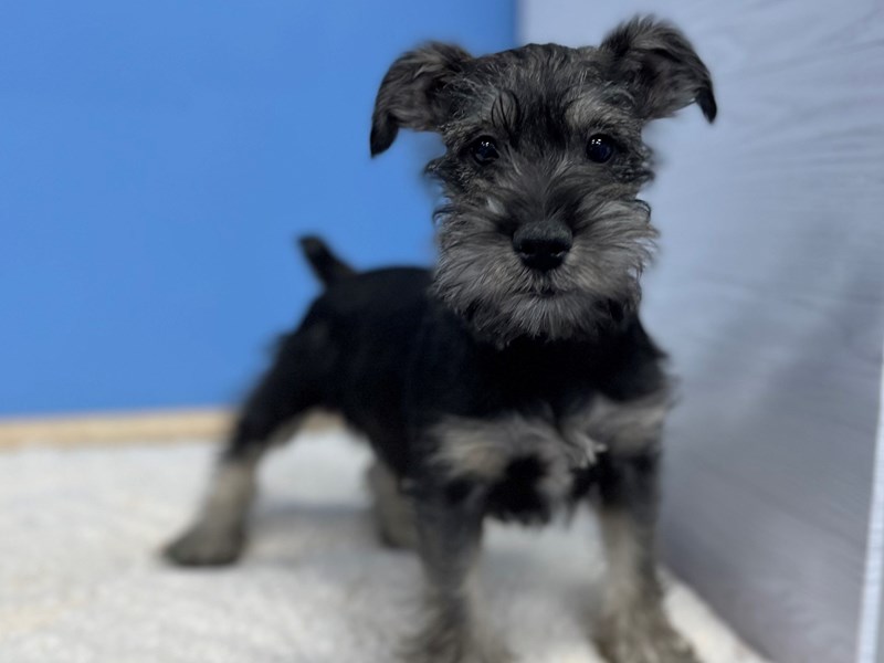 Miniature SchnauzerDOGMaleSalt / Pepper2668077Petland Batavia, IL