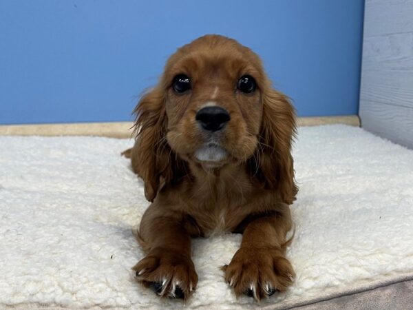 Cavalier King Charles Spaniel Dog Male Ruby 21462 Petland Batavia, Illinois