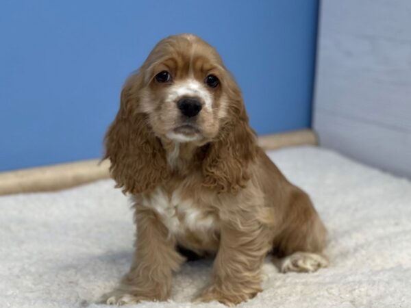 Cocker Spaniel DOG Female Buff 21455 Petland Batavia, Illinois