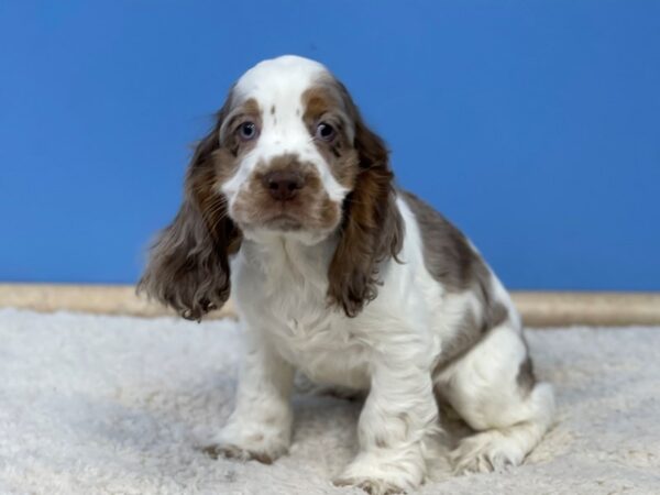 Cocker Spaniel Dog Male Chocolate Merle and White, Tan Markings 21453 Petland Batavia, Illinois