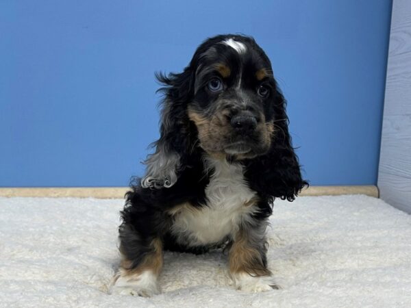 Cocker Spaniel Dog Male Black and Tan, Blue Merle Markings 21452 Petland Batavia, Illinois