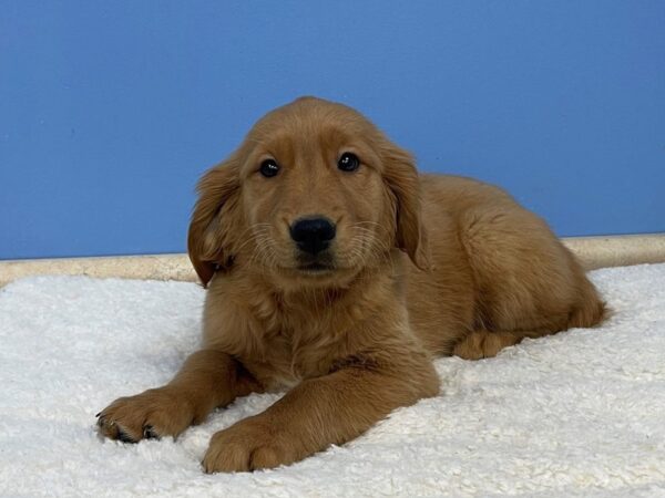 Golden Retriever Dog Female Dark Golden 21451 Petland Batavia, Illinois