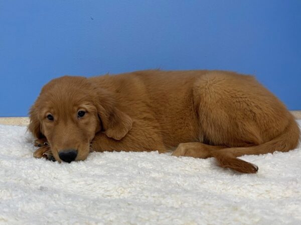 Golden Retriever Dog Female Dark Golden 21449 Petland Batavia, Illinois