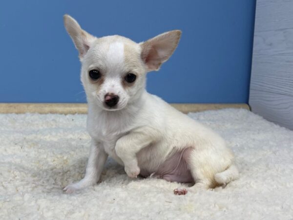 Chihuahua Dog Male Cream / White 21466 Petland Batavia, Illinois