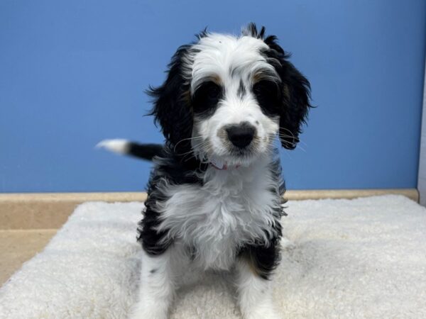 Bernadoodle Mini-DOG-Female-Black White / Tan-21464-Petland Batavia, Illinois