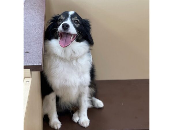 Adopt A Pet DOG Female Black Tri 21480 Petland Batavia, Illinois