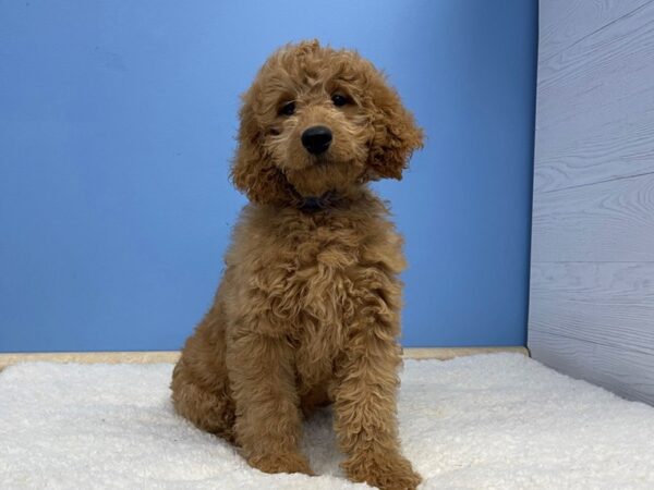 Miniature Goldendoodle Dog Male Red 21479 Petland Batavia, Illinois