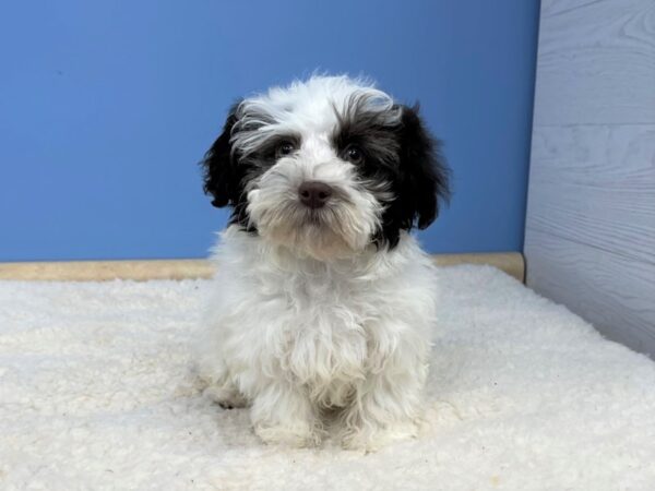 Havanese DOG Female Chocolate 21477 Petland Batavia, Illinois