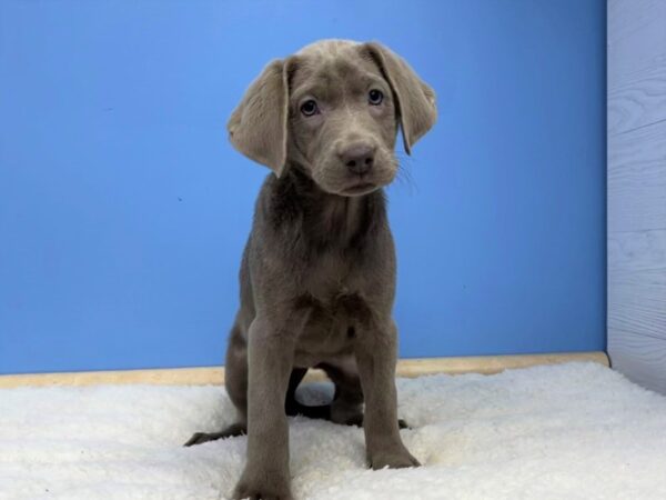 Labrador Retriever Dog Female Silver 21475 Petland Batavia, Illinois