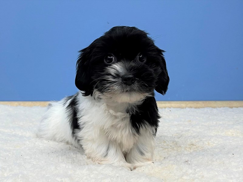Coton De TulearDOGMaleBlack / White3868572Petland Batavia, IL