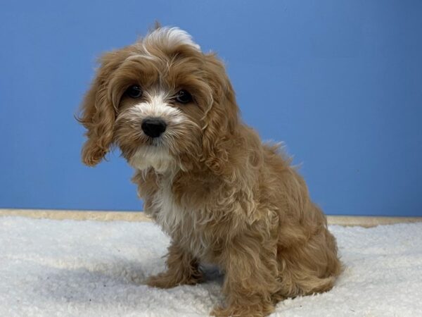 Cock A Poo-DOG-Female-Red / White-21472-Petland Batavia, Illinois