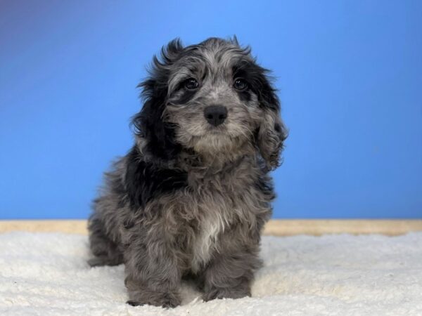 Cock A Poo Dog Male Blue Merle 21471 Petland Batavia, Illinois