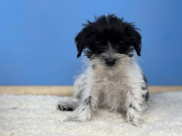 Miniature Schnauzer DOG Female Black and White Parti 21483 Petland Batavia, Illinois