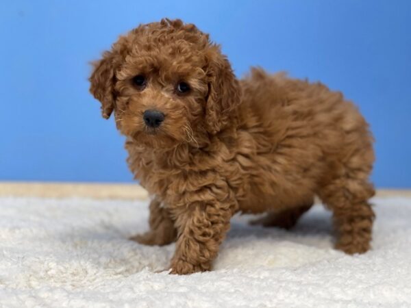 Goldendoodle Mini 2nd Gen Dog Female Red 21486 Petland Batavia, Illinois