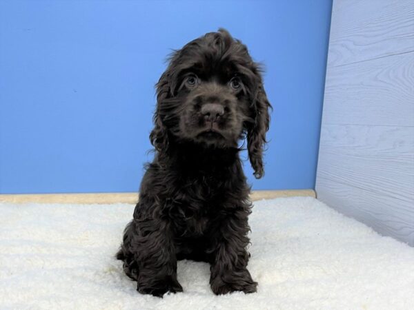 Cocker Spaniel-DOG-Female-Chocolate-21497-Petland Batavia, Illinois