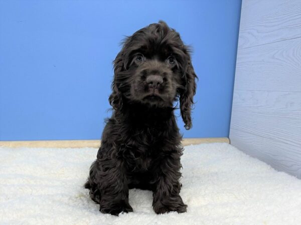 Cocker Spaniel DOG Female Chocolate 21497 Petland Batavia, Illinois