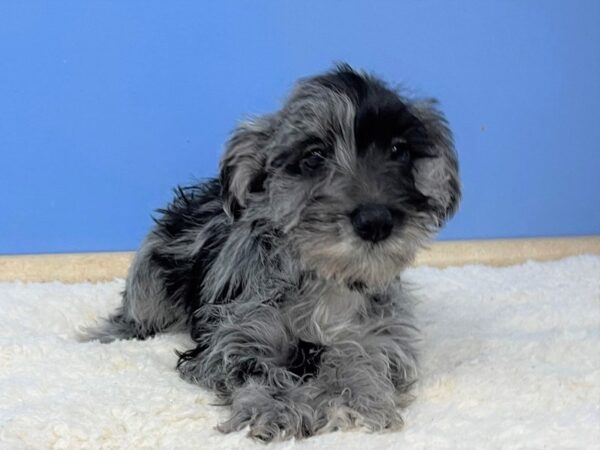 Miniature Schnauzer Dog Female Blue Merle 21495 Petland Batavia, Illinois