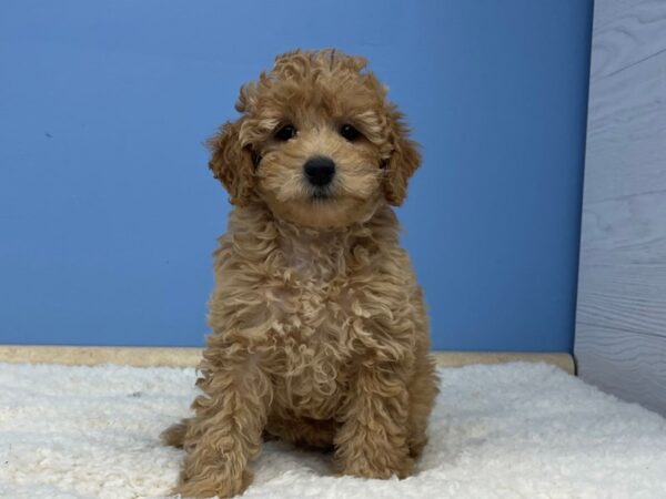 Goldendoodle Mini 2nd Gen-DOG-Female-Red-21489-Petland Batavia, Illinois