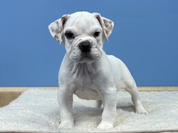 English Bulldog/Bulldog-Beagle-DOG-Male-White-21499-Petland Batavia, Illinois