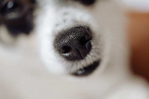 Can Dogs Smell Cancer?