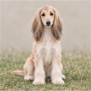 Afghan-Hound