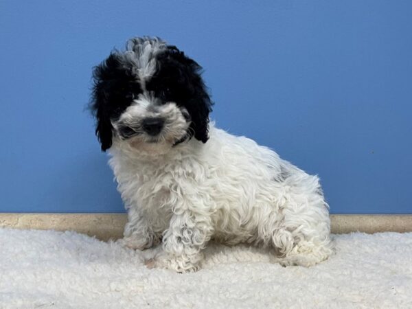 Bichon-Poo DOG Male Black & White 21419 Petland Batavia, Illinois