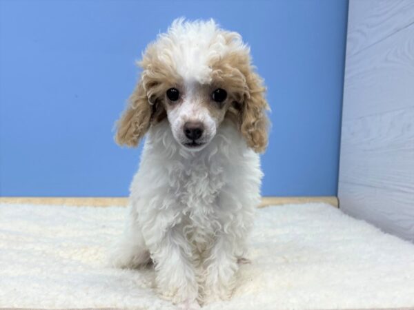 Poodle Mini Dog Female Red/White Parti 21439 Petland Batavia, Illinois