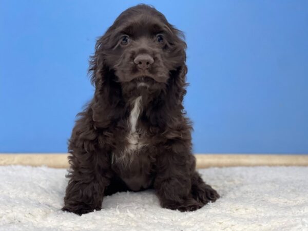 Cocker Spaniel DOG Female Chocolate 21456 Petland Batavia, Illinois