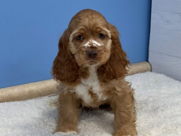 Cocker Spaniel DOG Female Buff 21454 Petland Batavia, Illinois